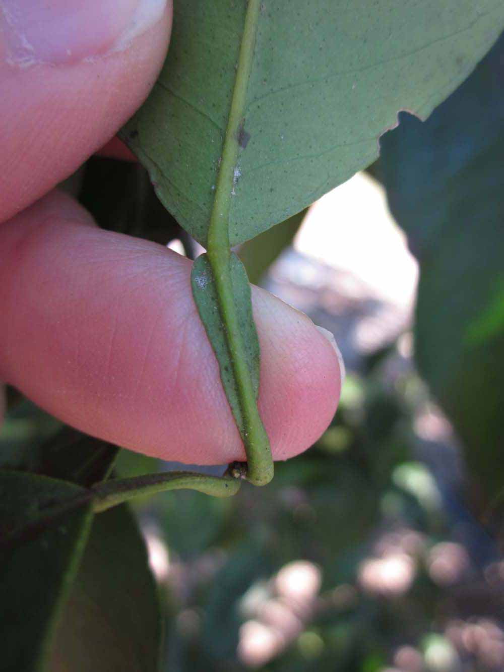              Petiole (Winter Haven, FL)       